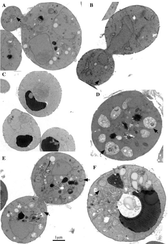 Figure 11.