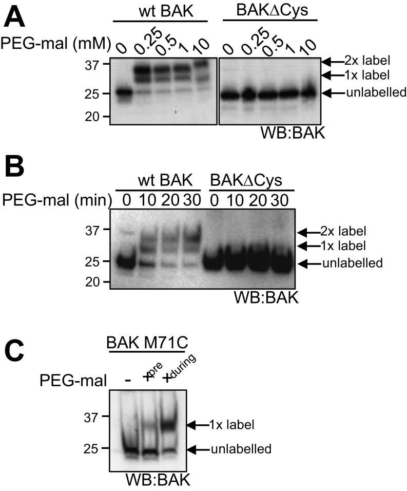 Fig. S4.