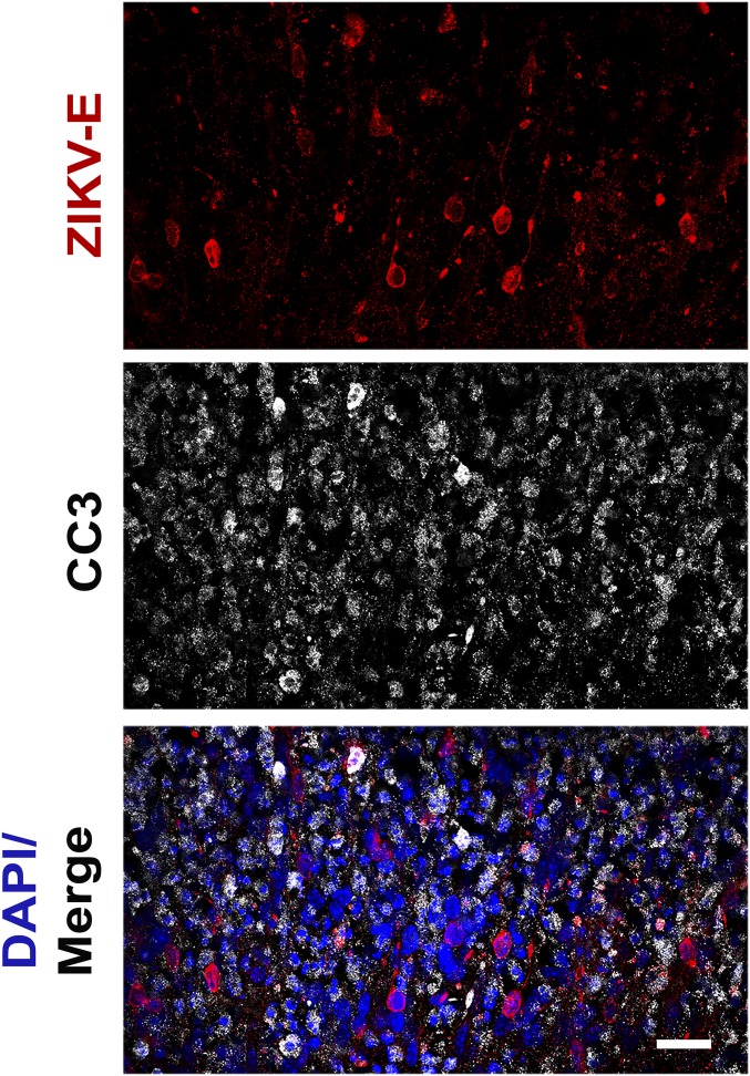 Fig. 3.