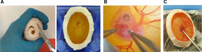 Fig. 1