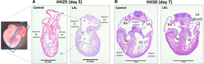 Fig. 7