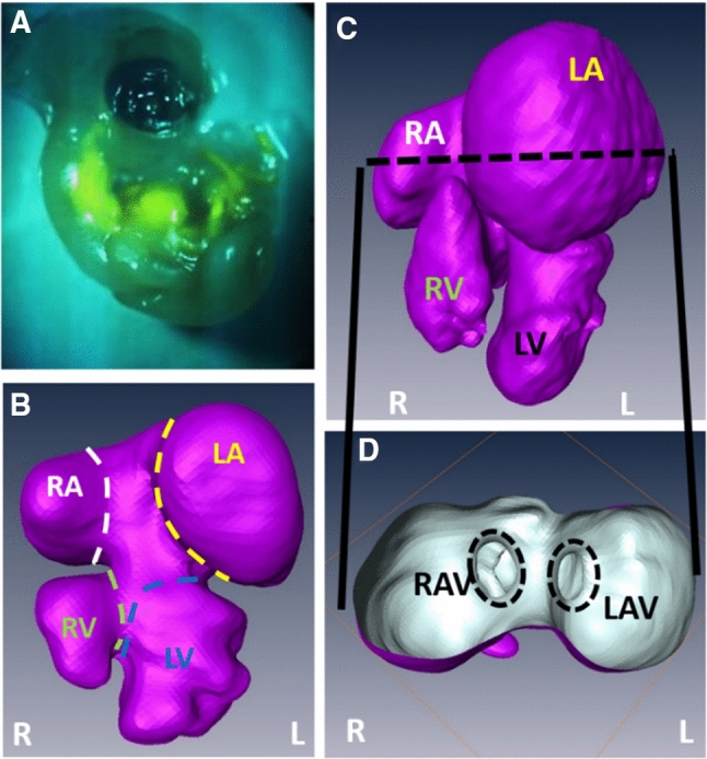 Fig. 4