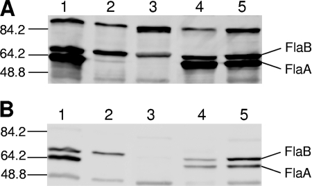 FIG. 3.