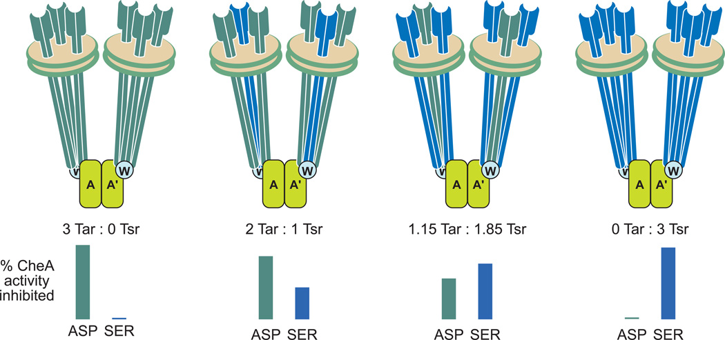 Box 2. Chemoreceptors in Nanodiscs