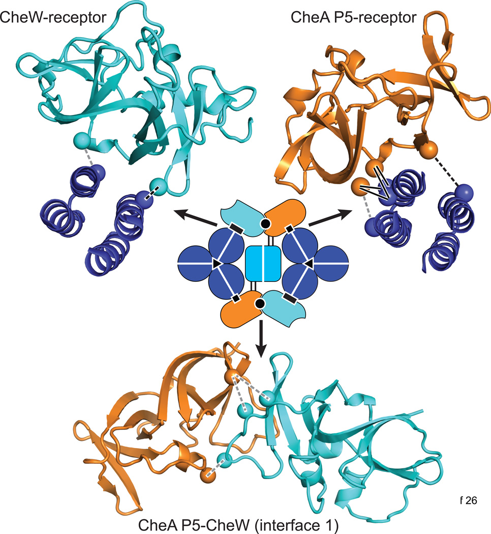 Box 3. Protein-protein contacts in the receptor array