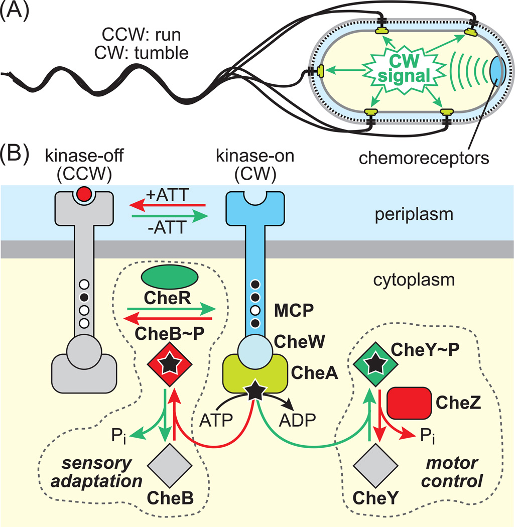 Box 1. Chemotactic signaling in E. coli