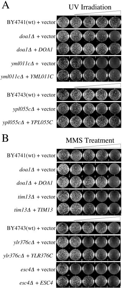 Fig 2.