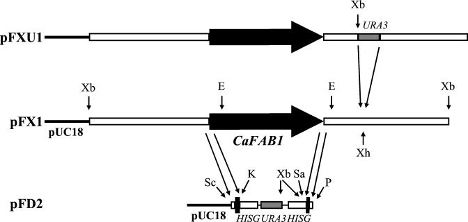 FIG. 1.