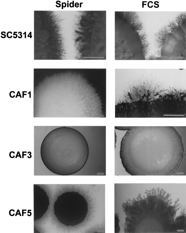 FIG. 5.