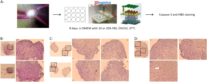 Fig. 6