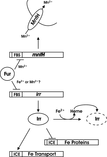 FIGURE 1.