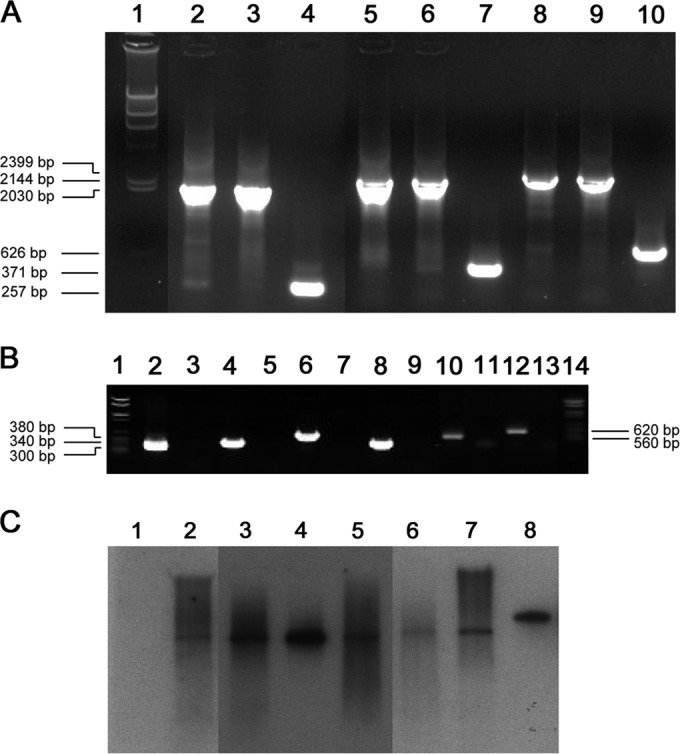 FIG 1