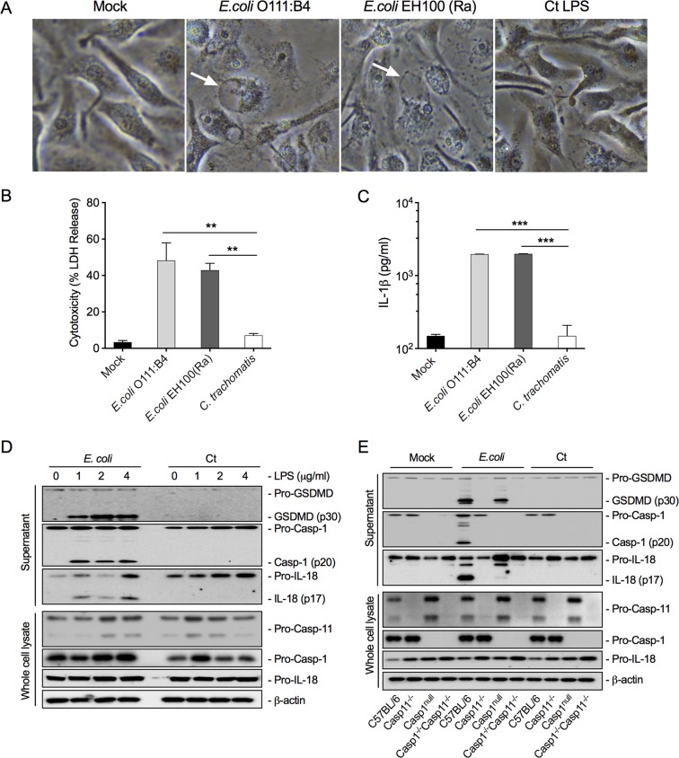 FIG 3