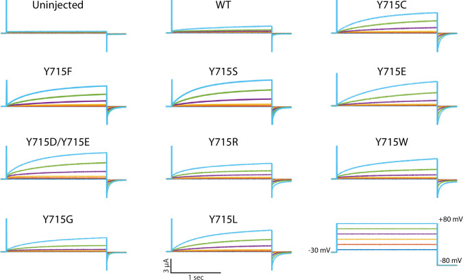 Figure 7—figure supplement 1.