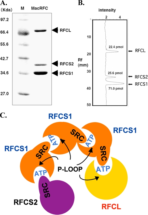 FIG. 2.