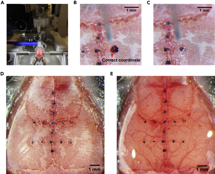 Figure 3