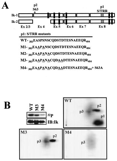 FIG. 2.