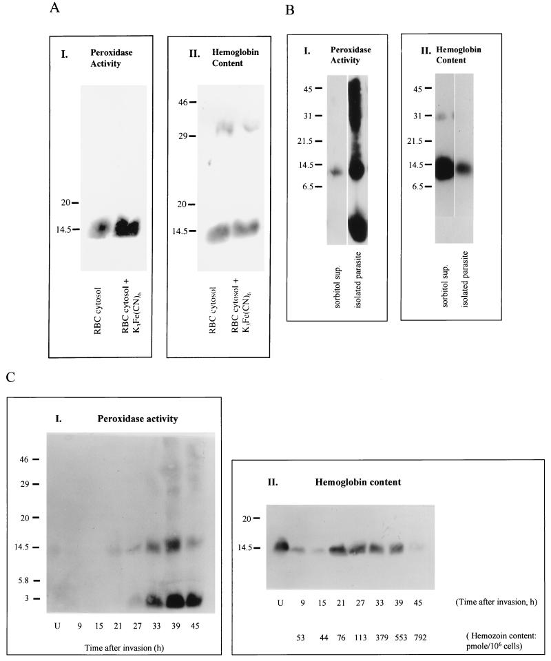 FIG. 1