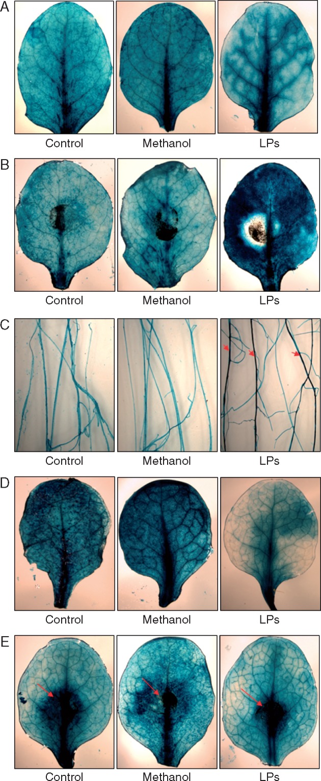 Fig. 6.