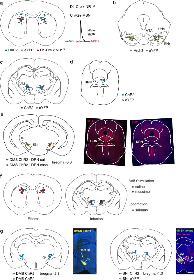 Figure 1—figure supplement 1.