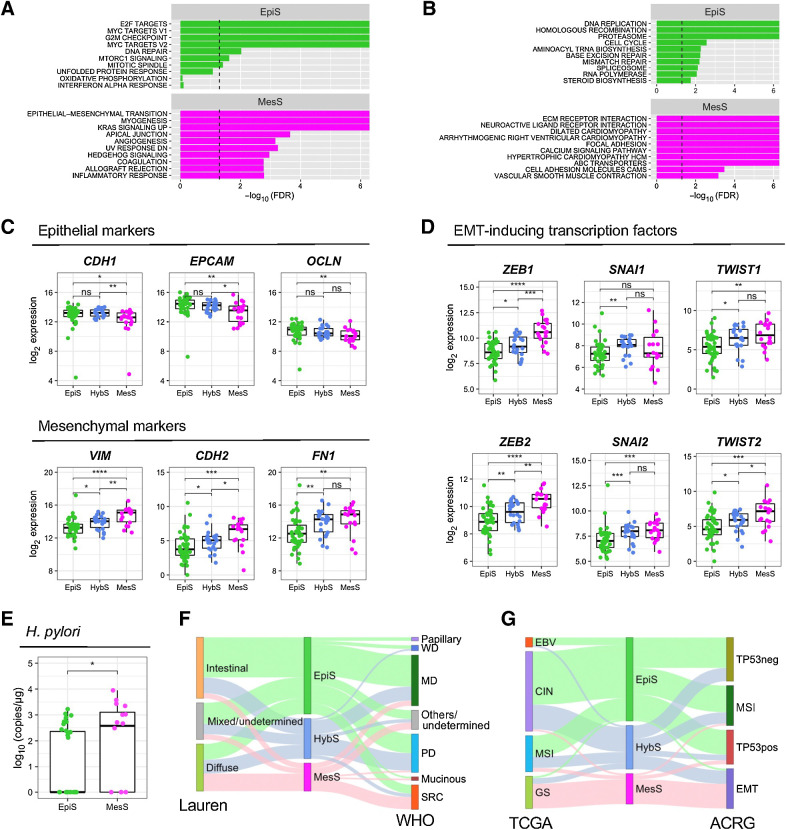 Figure 4. Functional characterization of AS subtypes. A and B, Statistically enriched gene sets in EpiS and MesS subtypes identified using GSEA 50 Hallmark gene set (A) and MSigDB KEGG pathways (B). C, Gene expression of epithelial CDH1, EPCAM and OCLN, and mesenchymal VIM, CDH2 and FN1 markers in each patient subtype. D, Gene expression of EMT-inducing transcription factors ZEB1/2, SNAI1/2, and TWIST1/2 in each patient subtype. E, Absolute quantification of H. pylori copies in each patient subtype. F, Associations between AS event-based patient subtype and Lauren or WHO clinical subtypes. MD, moderately differentiated; PD, poorly differentiated; SRC, signet ring cell carcinoma; WD, well differentiated. G, Associations between AS event-based patient subtype and TCGA or ACRG molecular subtypes. Wilcoxon rank-sum test, *, P < 0.05; **, P < 0.01; ***, P < 0.001; ****, P < 0.0001; ns, nonsignificant.