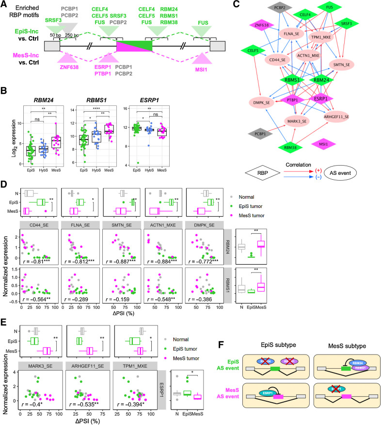 Figure 5. RBPs as regulators of AS events in EpiS and MesS tumor subtypes. A, RBP motifs enriched near differentially included exons in EpiS and MesS subtypes. See also Supplementary Table S5. B, Normalized RBP gene expression in each patient subtype. C, Correlation network between RBP expression and ΔPSI values of each AS event. Positive and negative correlations are shown with red and blue arrows, respectively. Colors for RBP nodes indicate the subtypes of RBP motifs enriched in A. D and E, Correlation between RBP expression and AS for each RBP-AS pair, for EpiS (D) and MesS (E) AS events, colored by sample type. Box plots indicate subtype differences in AS event (top) and RBP expression (right). F, Model of AS regulation by RBP expression in gastric cancer. Wilcoxon rank-sum test, *, P < 0.05; **, P < 0.01; ***, P < 0.001; ****, P < 0.0001; ns, nonsignificant.