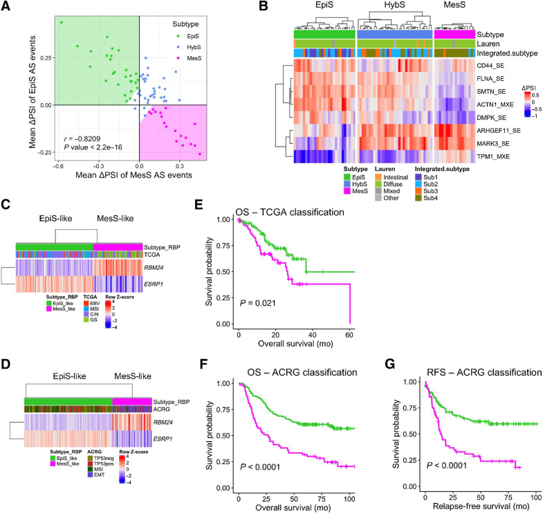 Figure 6. Validation of AS-based subtype classification in independent datasets. A, Scatter plot of patients from Hwang's cohort using meanΔPSI of AS event-based EpiS and MesS tumor subtypes, colored by subtype. B, AS event-based patient classification applied to Hwang's cohort. Patient clinical classification by Lauren and their integrated subtype are shown. C and D, RBP-based classification of TCGA (C) and ACRG (D) patients according to RBM24 and ESRP1 expression. E and F, Kaplan–Meier plot for OS between EpiS-like and MesS-like RBP-subtypes in TCGA (E) and ACRG (F) cohorts (log-rank test P values). G, Kaplan–Meier plot for relapse-free survival between EpiS-like and MesS-like RBP-subtypes in the ACRG cohort (log-rank test P values).