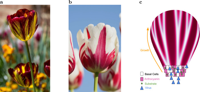 Fig. 1