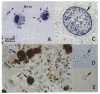 Fig. 2