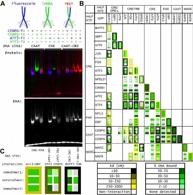 Figure 3—figure supplement 1.