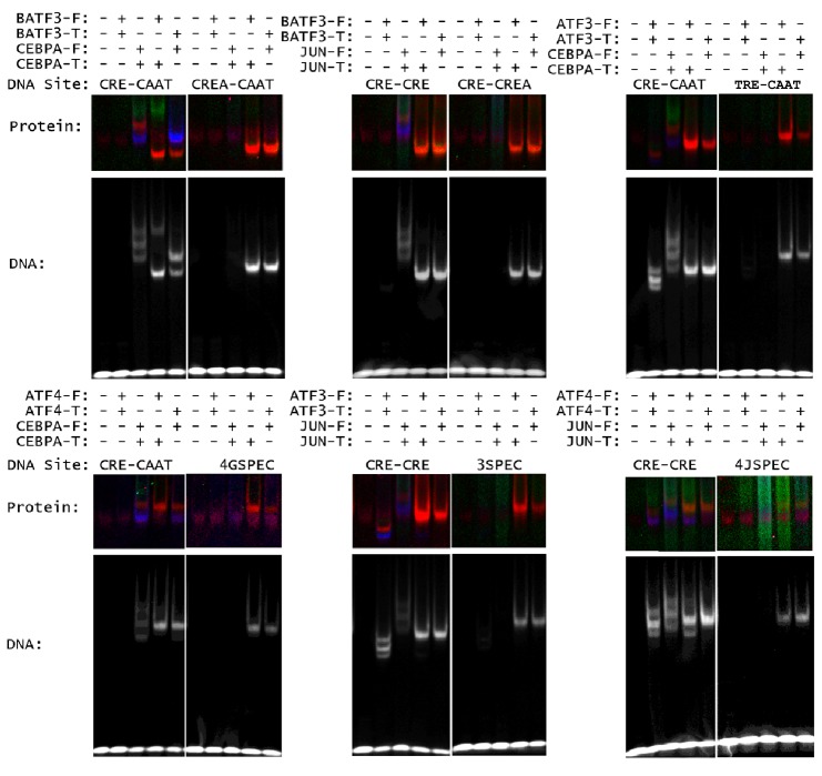 Figure 3—figure supplement 2.