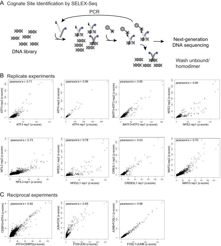 Figure 1—figure supplement 1.