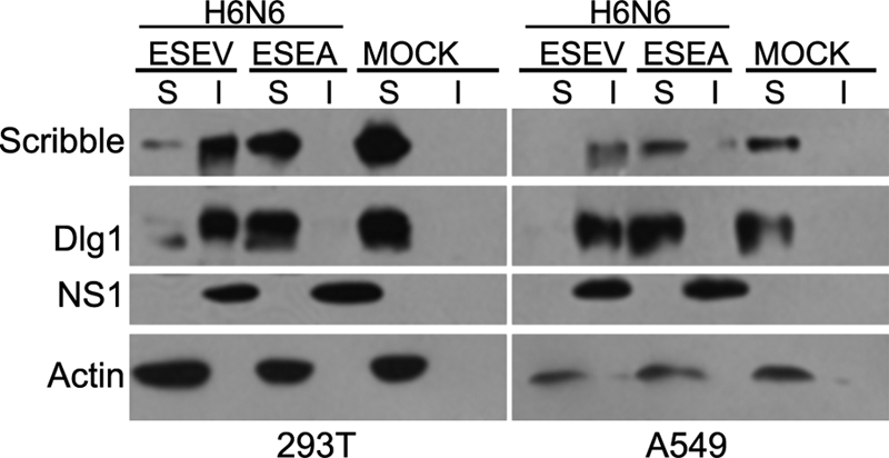 FIG. 6.