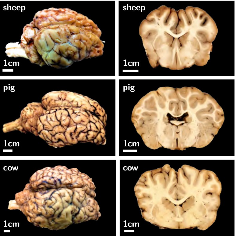 Fig. 9