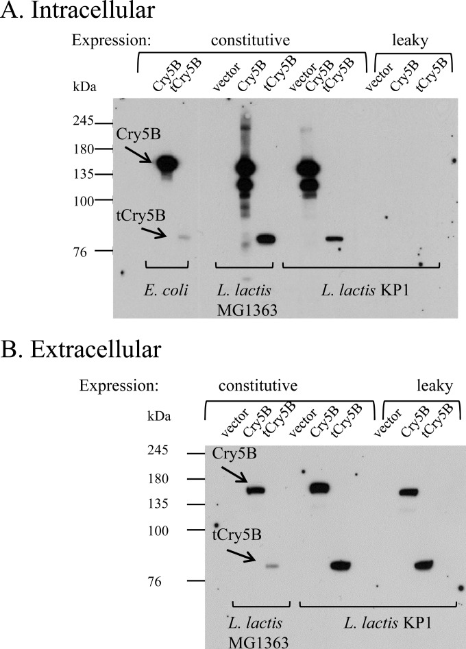 FIG 1