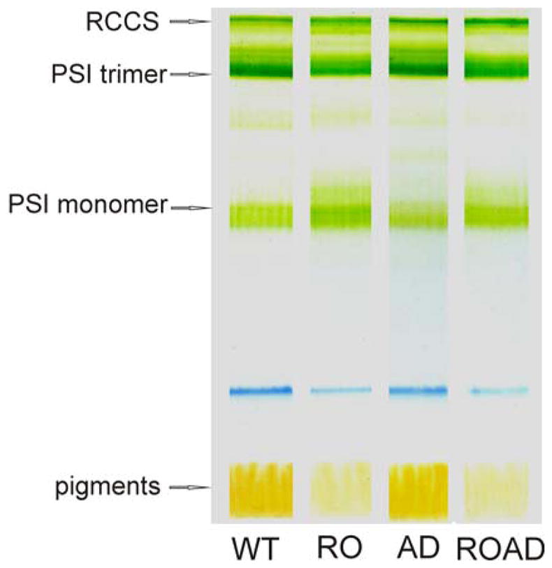 Fig. 5