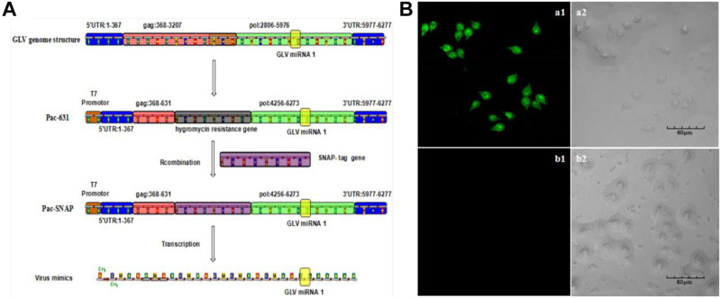 FIGURE 4