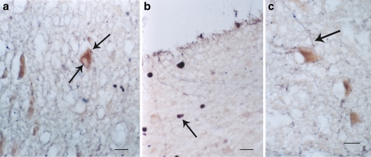 Fig. 8