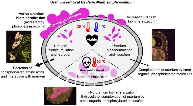 Graphical Abstract