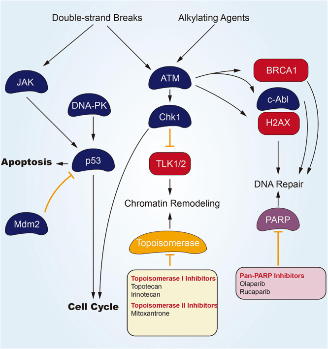 FIGURE 1