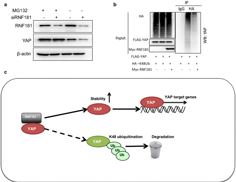 Fig. 6