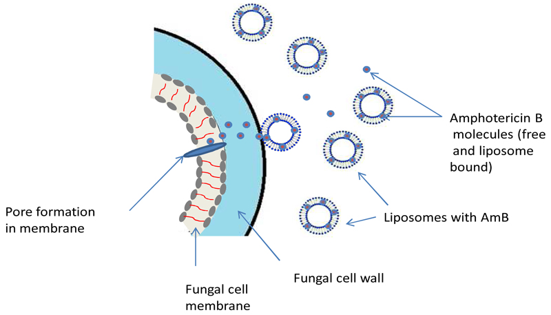 Figure 1 :