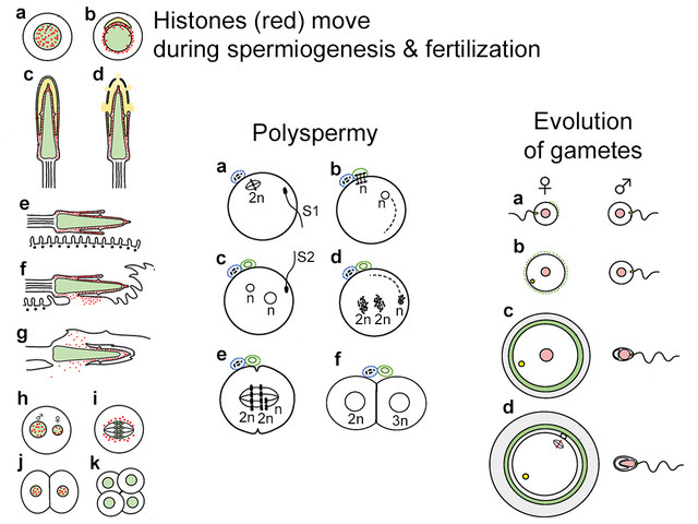 Graphical Abstract