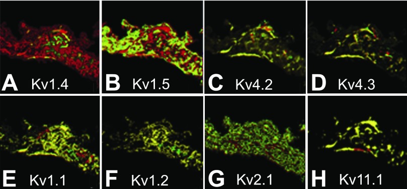 Fig. 8.