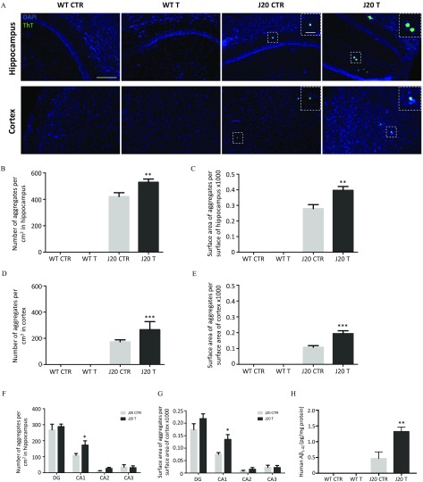 Figure 3A comprises four columns of D A P I and ThT stained cells. Across the breadth of the first, second, third, and fourth columns are WT CTR, WT T, J20 CTR, and J20 T, respectively, and across the length of the first and second rows are hippocampus and cortex, respectively. Figures 3B, 3C, 3D, 3E, and 3H plot number of aggregates per centimeter squared in hippocampus, ranging from 0 to 600; surface area of aggregates per surface of hippocampus times 1000, ranging from 0 to 0.5; number of aggregates per centimeter squared in cortex, ranging from 0 to 600; surface area of aggregates per surface area of cortex times 1000, ranging from 0 to 0.5; human A beta subscript 1 to 42 picogram per milligram protein, ranging from 0 to 2.0 (y-axis), respectively, across WT CTR, WT T, J20 CTR, J20 T (x-axis). Figures 3F and 3G plot number of aggregates per centimeter squared in hippocampus, ranging from 0 to 400, and surface area of aggregates per surface area of cortex times 1000, ranging from 0 to 0.25 (y-axis), respectively, for J20 CTR and J20 T across DG, CA1, CA2, and CA3 (x-axis).