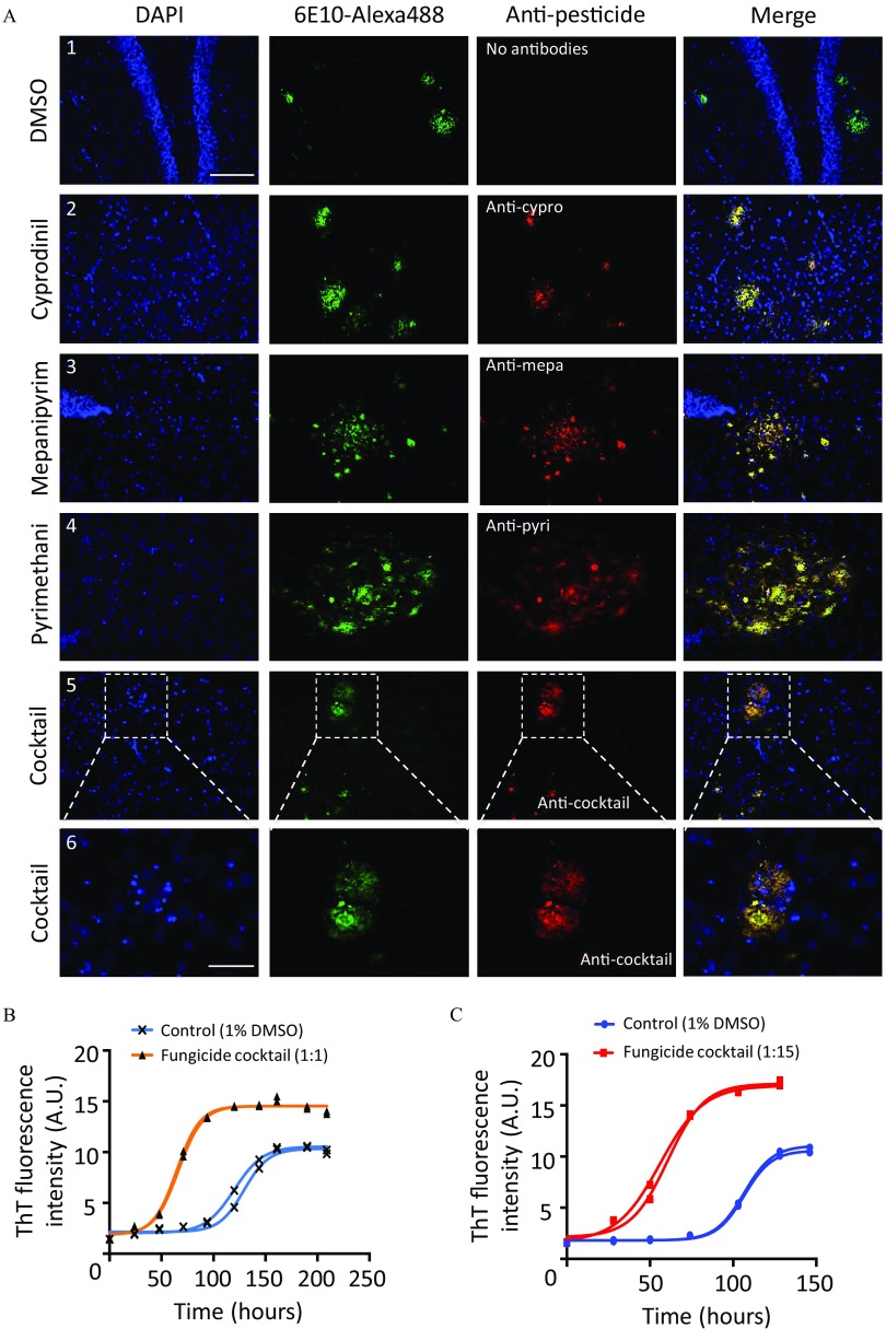 Figure 2A comprises 4 columns of stained cells. Across the breadth of the first and second columns are D A P I and 6E10 Alexa488, respectively, and across the length of the first, second, third, fourth, fifth, and sixth rows of the first two columns are DMSO, Cyprodinil, Mepanipyrim, Pyrimethani, Cocktail, and Cocktail. Across the breadth of the third and fourth columns are anti-pesticide and merge, respectively, and across the length of the first, second, third, fourth, fifth, and sixth rows of the second to the last columns are no antibodies, anti-cypro, anti-mepa, anti-pyri, anti-cocktail, and anti-cocktail. Figures 2B and 2C are line graphs, plotting ThT fluorescence intensity (A.U.), ranging from 0 to 20, in increments of 5 (y-axis) for control (1 percent DMSO) and fungicide cocktail (1:1) across time (hours), ranging from 0 to 250, in increments of 50 and for control 1 percent DMSO) and fungicide cocktail (1:15) across time (hours), ranging from 0 to 150, in increments of 50 (x-axis), respectively.