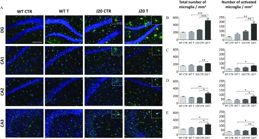 Figure 5A comprises four columns of stained cells. Across the breadth of the first, second, third, and fourth columns are WT CTR, WT T, J20 CTR, and J20 T, respectively. Across the length of the first, second, third, and fourth rows are DG, CA1, CA2, and CA3, respectively. Figure 5B, 5C, 5D, and 5E plot two sets of graphs each. The first set plot values 0 to 600 (y-axis) for total number of microglia per millimeter squared, and the second set plot values 0 to 250 (y-axis) for number of activated microglia per millimeter squared across WT, CTR, WT T, J20, CTR, and J20 T (x-axis).