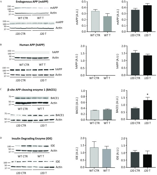 Figures 10A, 10B, 10C, 10D, 10E, and 10F have protein expression levels and two bar graphs each. Figure 10A comprises protein expression for endogenous APP (mAPP), and the first and second graphs plot mAPP (A.U.), ranging from 0.0 to 0.5 across WT CTR, WT T, and J20 CTR J20 T, respectively, (x-axis). Figure 10B comprises protein expression for human APP (hAPP), and the first and second graphs plot hAPP (A.U.), ranging from 0.0 to 2.0 across WT CTR, WT T, and J20 CTR J20 T, respectively, (x-axis). Figure 10C comprises protein expression for endogenous beta site APP cleaving enzyme 1 (BACE1), and the first and second graphs plot BACE1 (A.U.), ranging from 0.0 to 1.0 and 0.0 to 2.0 across WT CTR, WT T, and J20 CTR J20 T, respectively, (x-axis). Figure 10D comprises insulin degrading enzyme (IDE), and the first and second graphs plot IDE (A.U.), ranging from 0.0 to 2.0 across WT CTR, WT T, and J20 CTR J20 T, respectively, (x-axis). Figure 10E comprises protein expression for Neprilysin (NEP), and the first and second graphs plot NEP (A.U.), ranging from 0.0 to 0.4 across WT CTR, WT T, and J20 CTR J20 T, respectively, (x-axis). Figure 10F comprises protein expression for low density lipoprotein receptor-related protein 1 (LRP1), and the first and second graphs plot LRP1 (A.U.), ranging from 0 to 8 across WT CTR, WT T, and J20 CTR J20 T, respectively, (x-axis).