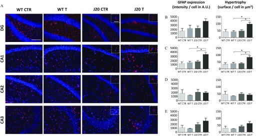 Figure 4A comprises four columns of stained cells. Across the breadth of the first, second, third, and fourth columns are WT CTR, WT T, J20 CTR, and J20 T, respectively. Across the length of the first, second, third, and fourth rows are DG, CA1, CA2, and CA3, respectively. Figure 4B, 4C, 4D, and 4E plot two sets of graphs each. The first set plot values 0 to 5000 (y-axis) for GFAP expression (intensity per cell in A.U.), and the second set plot values 0 to 150 (y-axis) for hypertrophy (surface per cell in micrometer squared) across WT, CTR, WT T, J20, CTR, and J20 T (x-axis).