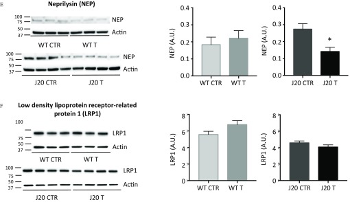 Figures 10A, 10B, 10C, 10D, 10E, and 10F have protein expression levels and two bar graphs each. Figure 10A comprises protein expression for endogenous APP (mAPP), and the first and second graphs plot mAPP (A.U.), ranging from 0.0 to 0.5 across WT CTR, WT T, and J20 CTR J20 T, respectively, (x-axis). Figure 10B comprises protein expression for human APP (hAPP), and the first and second graphs plot hAPP (A.U.), ranging from 0.0 to 2.0 across WT CTR, WT T, and J20 CTR J20 T, respectively, (x-axis). Figure 10C comprises protein expression for endogenous beta site APP cleaving enzyme 1 (BACE1), and the first and second graphs plot BACE1 (A.U.), ranging from 0.0 to 1.0 and 0.0 to 2.0 across WT CTR, WT T, and J20 CTR J20 T, respectively, (x-axis). Figure 10D comprises insulin degrading enzyme (IDE), and the first and second graphs plot IDE (A.U.), ranging from 0.0 to 2.0 across WT CTR, WT T, and J20 CTR J20 T, respectively, (x-axis). Figure 10E comprises protein expression for Neprilysin (NEP), and the first and second graphs plot NEP (A.U.), ranging from 0.0 to 0.4 across WT CTR, WT T, and J20 CTR J20 T, respectively, (x-axis). Figure 10F comprises protein expression for low density lipoprotein receptor-related protein 1 (LRP1), and the first and second graphs plot LRP1 (A.U.), ranging from 0 to 8 across WT CTR, WT T, and J20 CTR J20 T, respectively, (x-axis).